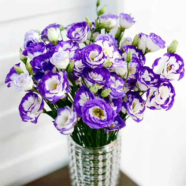 Lisianthus Seeds, White Flowers with Purple Rim