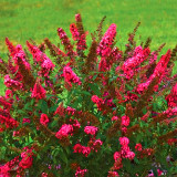 Butterfly Bush Seeds