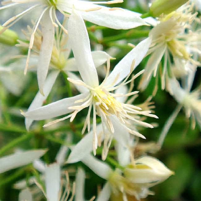 Bellfarm® Clematis Chinensis Seeds