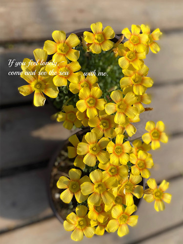 Oxalis Seeds, Yellow Flower with Orange Centre