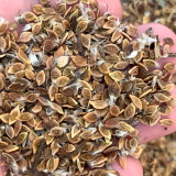 Bellfarm® Clematis Chinensis Seeds