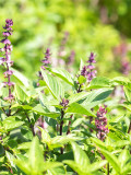 Bellfarm® Clove Basil Seeds