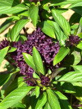 Bellfarm® Clove Basil Seeds