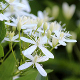 Bellfarm® Clematis Chinensis Seeds