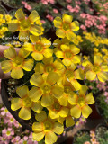Oxalis Seeds, Yellow Flower with Orange Centre