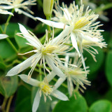 Bellfarm® Clematis Chinensis Seeds