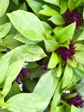 Bellfarm® Clove Basil Seeds