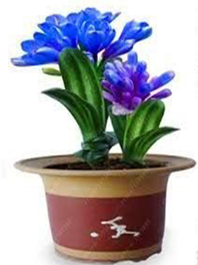 Clivia Seeds, Blue