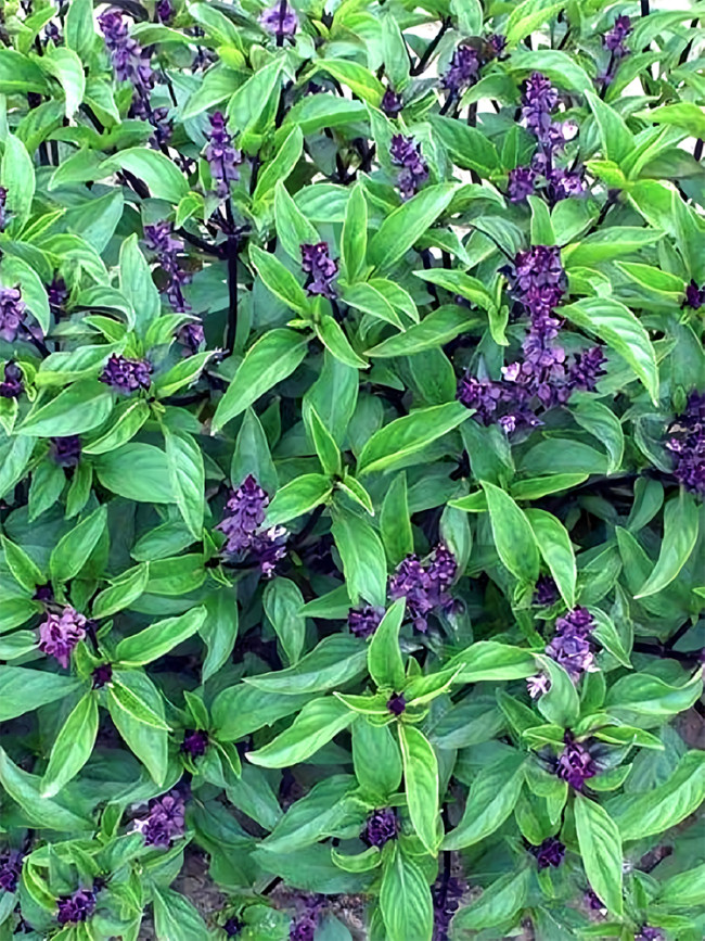Bellfarm® Clove Basil Seeds