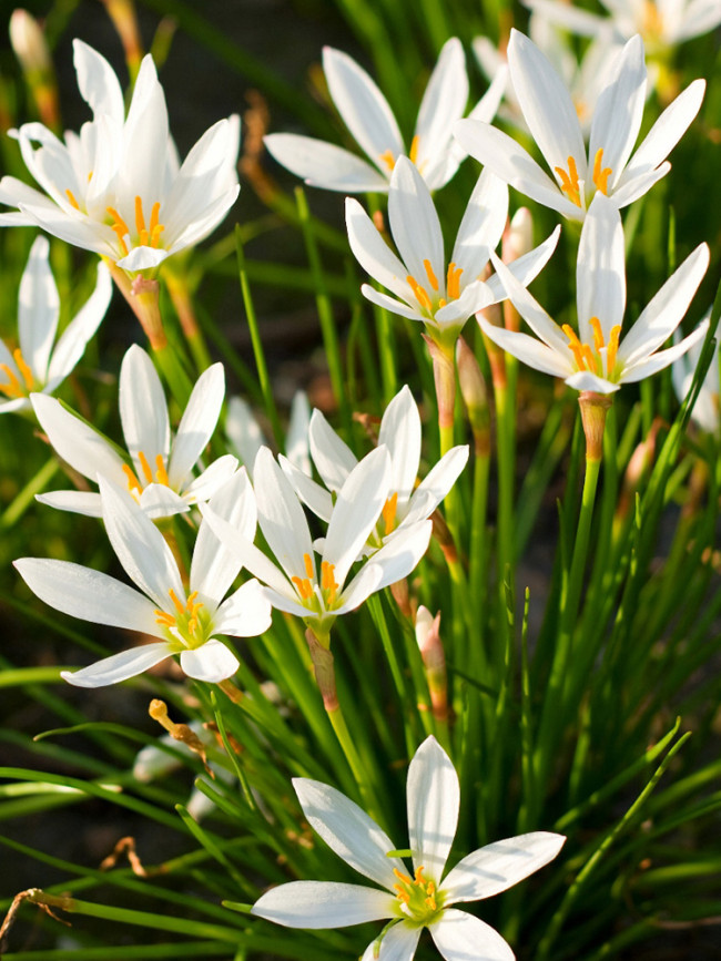 White Rain Flower Seeds