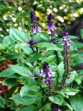 Bellfarm® Clove Basil Seeds