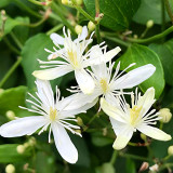 Bellfarm® Clematis Chinensis Seeds