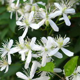 Bellfarm® Clematis Chinensis Seeds