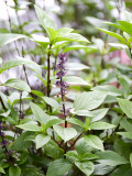 Bellfarm® Clove Basil Seeds