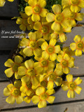 Oxalis Seeds, Yellow Flower with Orange Centre