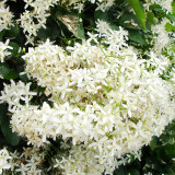 Bellfarm® Clematis Chinensis Seeds