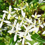 Bellfarm® Clematis Chinensis Seeds