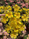 Oxalis Seeds, Yellow Flower with Orange Centre