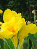 Bellfarm® Canna Indica Mixed Seeds