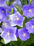 Bellfarm® Blue Ballon Flower Seeds