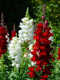 Bellfarm® Dwarf Snapdragon Mixed Seeds