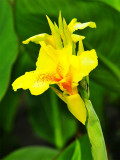 Bellfarm® Canna Indica Mixed Seeds