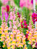Bellfarm® Dwarf Snapdragon Mixed Seeds