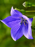 Bellfarm® Blue Ballon Flower Seeds