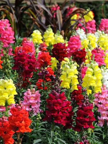 Bellfarm® Dwarf Snapdragon Mixed Seeds