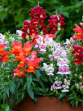 Bellfarm® Dwarf Snapdragon Mixed Seeds