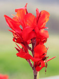Bellfarm® Canna Indica Mixed Seeds