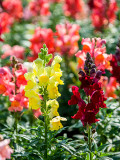 Bellfarm® Dwarf Snapdragon Mixed Seeds