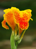 Bellfarm® Canna Indica Mixed Seeds