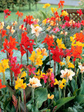 Bellfarm® Canna Indica Mixed Seeds