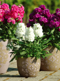Bellfarm® Dwarf Matthiola Incana Mixed Seeds