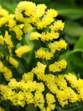 Bellfarm® Yellow Sea Lavender Seeds