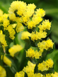 Bellfarm® Yellow Sea Lavender Seeds