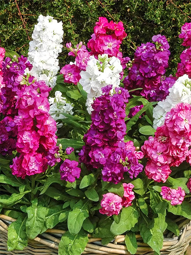 Bellfarm® Dwarf Matthiola Incana Mixed Seeds