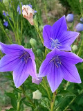 Bellfarm® Blue Ballon Flower Seeds