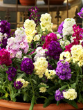 Bellfarm® Dwarf Matthiola Incana Mixed Seeds