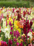 Bellfarm® Dwarf Snapdragon Mixed Seeds