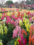 Bellfarm® Dwarf Snapdragon Mixed Seeds