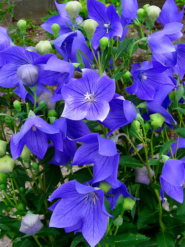 Bellfarm® Blue Ballon Flower Seeds