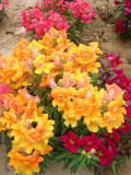 Bellfarm® Dwarf Snapdragon Mixed Seeds