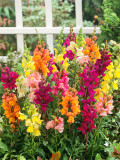 Bellfarm® Dwarf Snapdragon Mixed Seeds