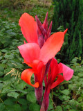 Bellfarm® Canna Indica Mixed Seeds