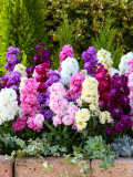 Bellfarm® Dwarf Matthiola Incana Mixed Seeds