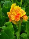 Bellfarm® Canna Indica Mixed Seeds
