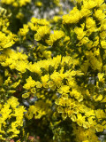 Bellfarm® Yellow Sea Lavender Seeds