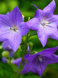 Bellfarm® Blue Ballon Flower Seeds